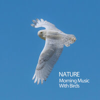 Beetle Sound - Binaural Beats Experience & Sounds Of Nature Relaxation & Nature Sounds With Music