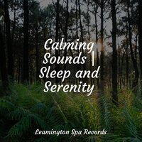 Aural Waves - Sample Rain Library & Rain Sounds ACE & Weather Factory