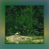 The Spirit of Nature - Resolute Vibration
