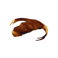 Salamandarin - Marc Houle