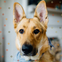 Charming Ambience for Chill Dogs - Music for Dog's Ears