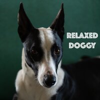 You - Sleepy Dogs & Dog Music Club & Dog Calming Music