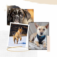 Classic Calmed Puppies - Sleeping Music For Dogs
