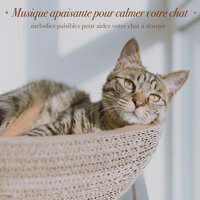 Après-midi D'étés - RelaxMyCat & Cat Music Dreams & Pet Music Therapy