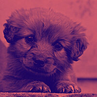 Retro Ambience for Dogs at Home Alone - Relaxing Dog Music Society