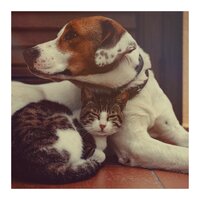 Singing Birds - Sleeping Music For Dogs & Música Relajante para Perros & Music For Cats and Dogs