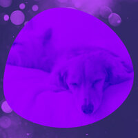 Trio Jazz Soundtrack for Doggy Mental Health - Relaxing Dog Music Lounge