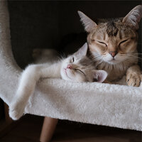 Oneness - Music For Cats & Cat Music Dreams & Music for Relaxing Cats