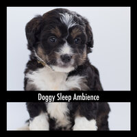 Puppy Soundtrack - Dog Chill Out Music