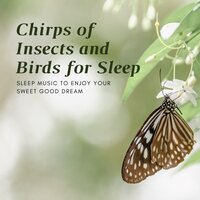 Chirps of Insects and Birds for Sleep - Sleep Music Dream