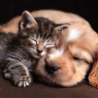Orejas Y Ritmos - Flotar en la calma & Música para mascotas Mundo & Mascotas Total Relax
