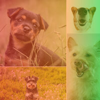 Background for Evening Dog Park - Music for Calming Dogs
