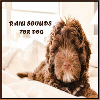 Raindrops for Calming Dogs - Relaxing Music for Dogs & Sounds for Relax the Dog & Dog Music