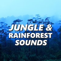 Calming Rainforest Sounds - Jungle & Rainforest Sounds