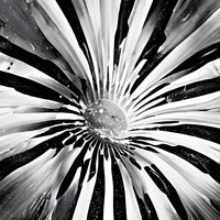 Tide - Shumnote