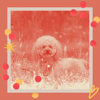 Background for Sleepy Pups - Calming Dog Jazz