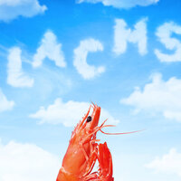 Lachs - Falki & Team Reiben