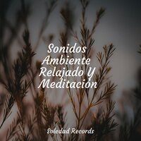 Golpear Una Nota - Massage Music & Musica Relajante Para Dormir & Musicas Crianças