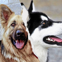 Dreams - Doggy Meal Time - Doggy Music Radio