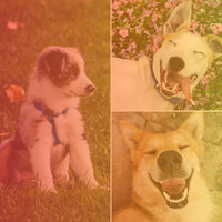 Jazz Soundtrack for Afternoon Dog Walks - Relax My Puppy