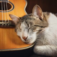 Ronroneos Lentos - Guitarra Relajante Musica De Fondo & Música para Relajar Felinos & Clima salvaje
