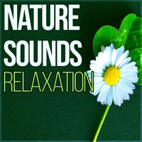 Well Being - Hypnosis Nature Sounds Universe