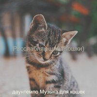 Созерцая (Кошки) - даунтемпо Музыка для кошек