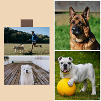 Inspiring (Fun Puppies) - Relaxing Music for Dogs