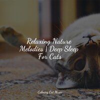 Yoga Relaxation - Cat Music Experience & Cat Music Dreams & Cat Music