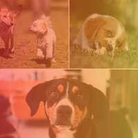 Warm Moods for Treating Dox Anxiety - Relaxing Music for Dogs