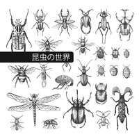 飛んでいる蜂 - 自然の音と音楽