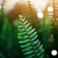 Chakras Calmantes - Academia de Música con Sonidos de la Naturaleza & Maestros de música de la meditación & Ioga