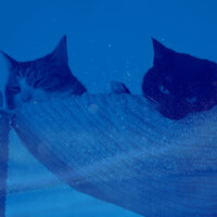 Thrilling Ambience for Calming Your Cats - Cat Music Hour