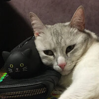 В ту ночь когда улыбались котики < 3 - ushira