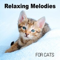 Quiet Music - Pet Music Academy
