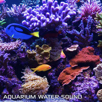 Aquarium Sleep Sound - Water Soundscapes & Discovery Soundscapes & White Noise Soundscapes & Aquarium Soundscapes & White Noise Sleep Sounds & Discovery White Noise
