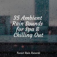Woods, Dawn, Birds - Brain Study Music Guys & Sleep Waves & Musique Zen Garden