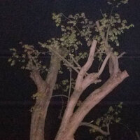 To Love - The Cicada