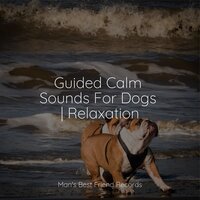 By the Campfire - Jazz Music for Dogs & Music for Pets Library & Calming Music for Dogs
