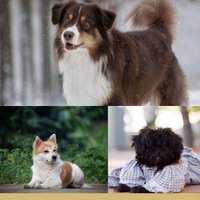 Ambience (Cozy Dogs) - Relaxing Music for Dogs