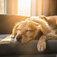 Movimiento De Cuidado Del Perro - Ambiente de Piano & Música para Perros Playlists & Musica para Perros Radio