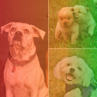 Sumptuous Worshiping Your Dog - Dog Calming Music