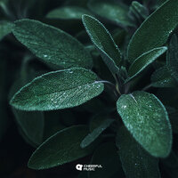 Phlox - Satno