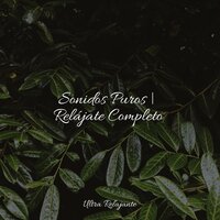 Todo Está Tranquilo - Canciones de Cuna para Bebés Acadèmico & Sons da Natureza Relax & Meditação Yoga Maestro