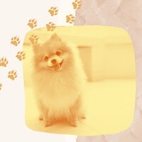 Scintillating Doggy Anxiety - Dog Separation Anxiety Music
