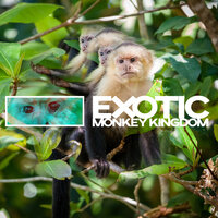Mating Sounds - Rainforest & Sounds of Nature Kingdom