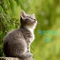 Sublime Space - Music For Cats & Cat Music & Cats Music Zone