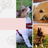Excellent (Fun Puppies) - Calming Jazz For Dogs