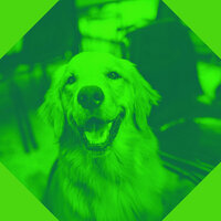 Lonely Ambience for Anxious Puppies - Relaxing Dog Music Retro