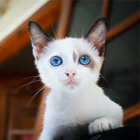 Serene Sounds - Music For Cats & Pet Care Club & Music for Resting Cats